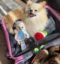 Переноска «Комфорт» плюс