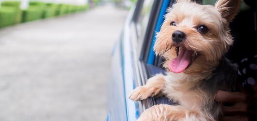 Безпечні подорожі з домашніми тваринами