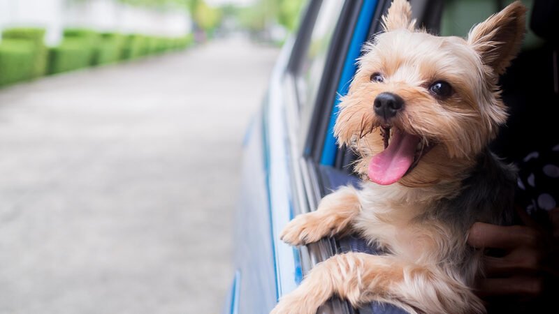 Безпечні подорожі з домашніми тваринами